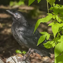The Crow that Knows Us